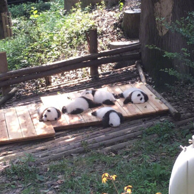 一妹子在四川旅游时拍下的熊猫宝宝睡大觉，推上网友已悉数被萌到阵亡……好想躺倒在它们中间睡个一觉呀 ​