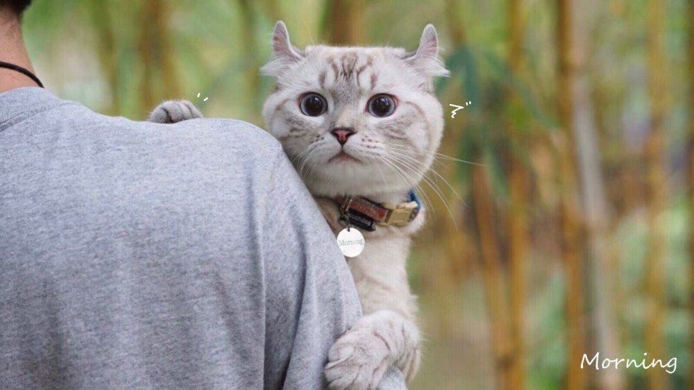 快看！这里有只妖精！
侵权致歉。有哪位仁兄知道这是谁家的猫，请告诉我一下。