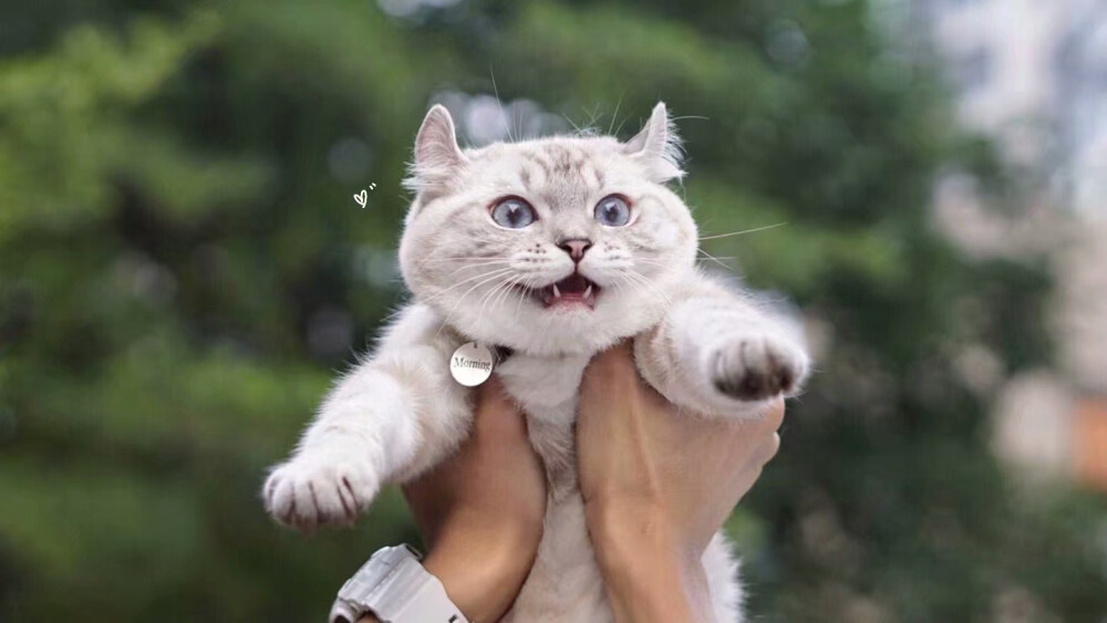 快看！这里有只妖精！
侵权致歉。有哪位仁兄知道这是谁家的猫，请告诉我一下。