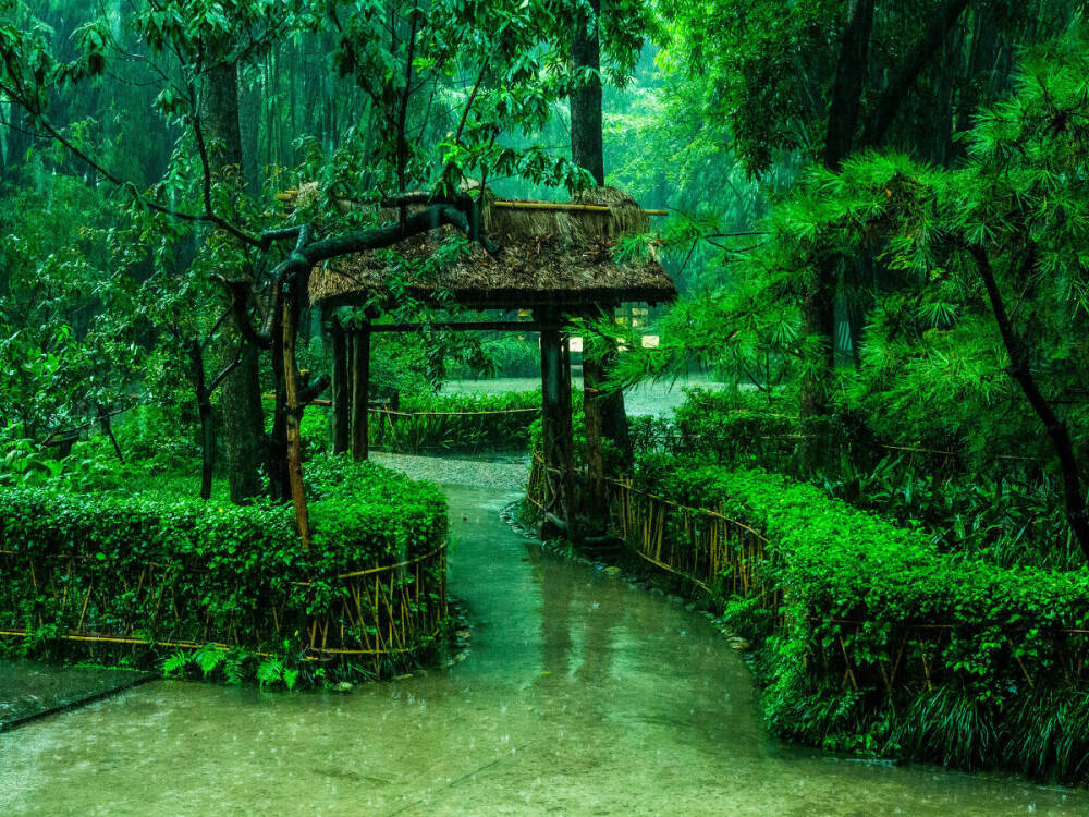 竹
成都杜甫草堂
