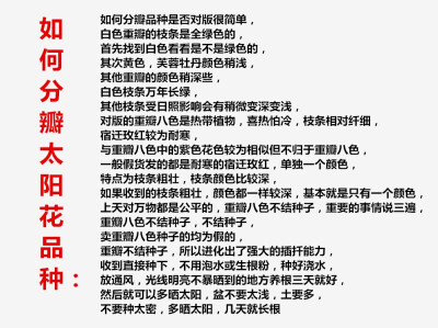 太阳花苗宿根重瓣植物绿植盆栽七彩四季开花阳台多年生马齿苋枝条