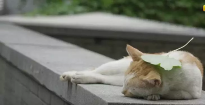 【大哉一诚天下动】南京大学の猫（ '▿ ' ）生活惬意(ㅎ‸ㅎ)