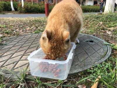 【大哉一诚天下动】又一波南大黄来临｡◕‿◕｡