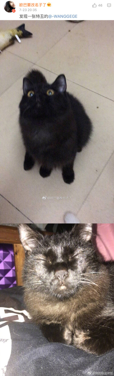 哈哈哈闭眼杀，评论里的猫一个个都是黑熊精吗！！ ​