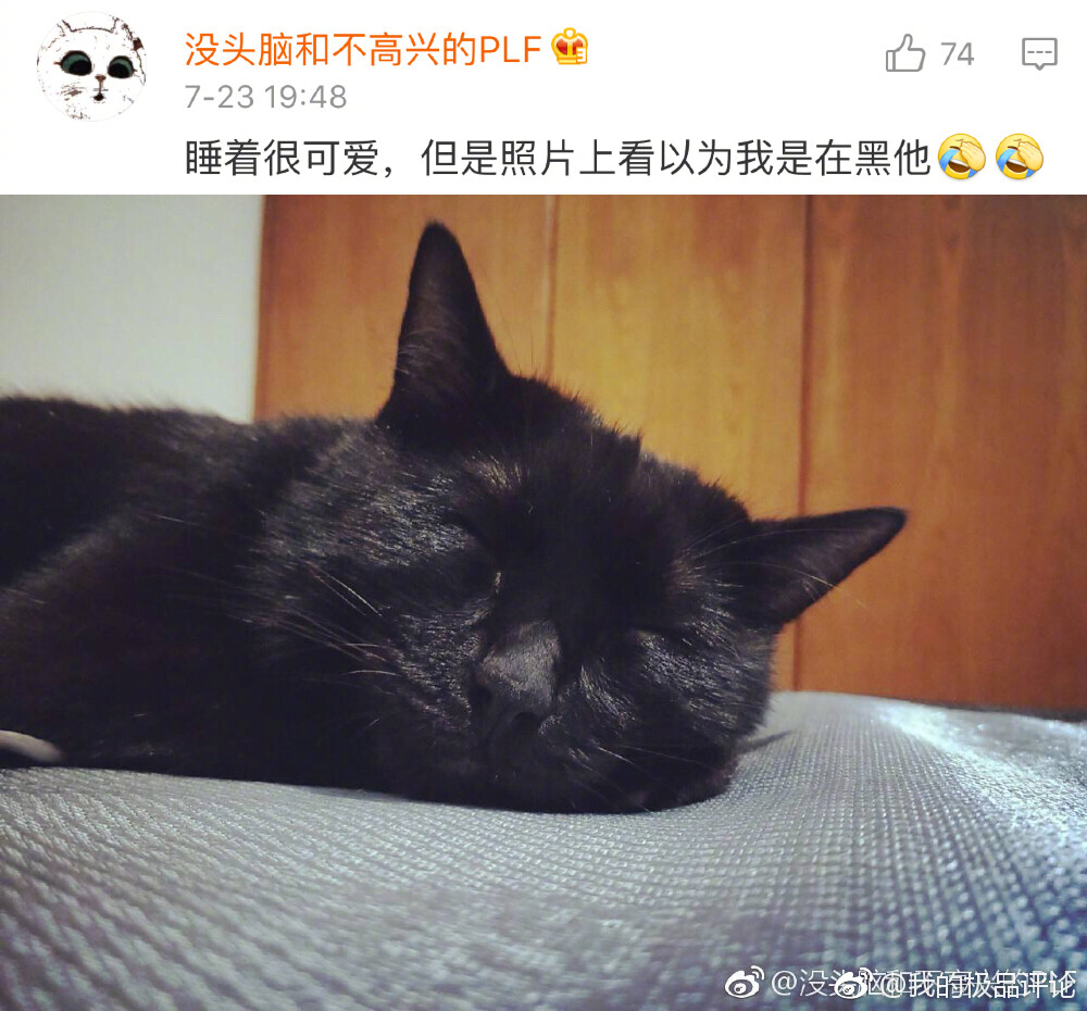 哈哈哈闭眼杀，评论里的猫一个个都是黑熊精吗！！ ​