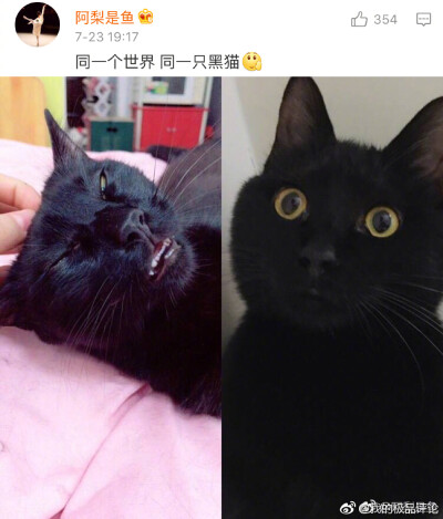 哈哈哈闭眼杀，评论里的猫一个个都是黑熊精吗！！ ​