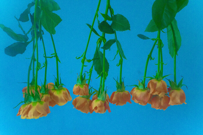 作者@尼脑子瓦特啦