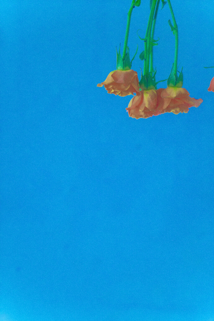 作者@尼脑子瓦特啦