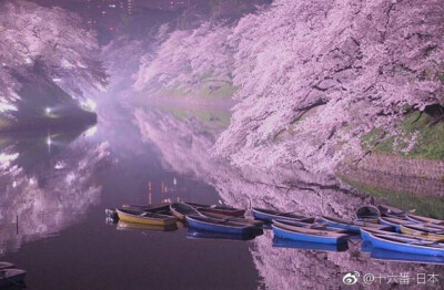 桜 日本