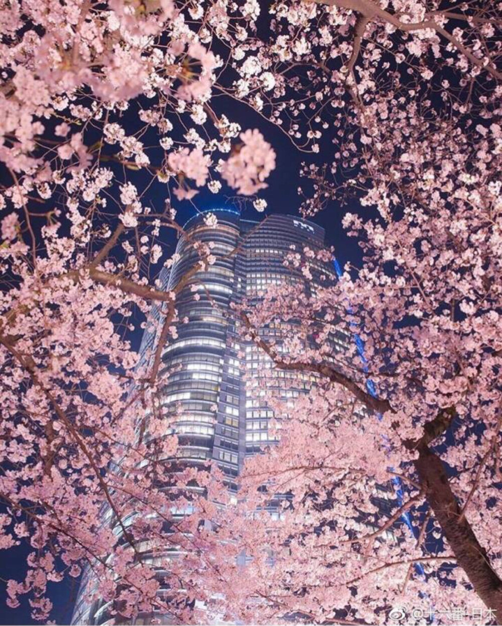 桜 日本