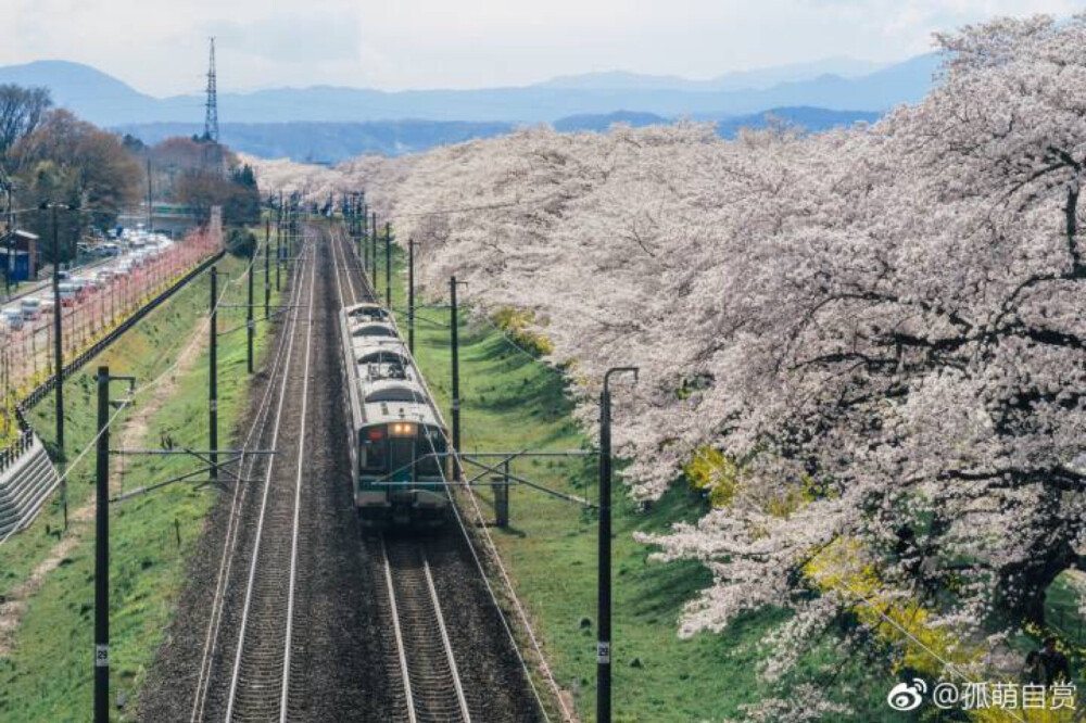 桜 日本