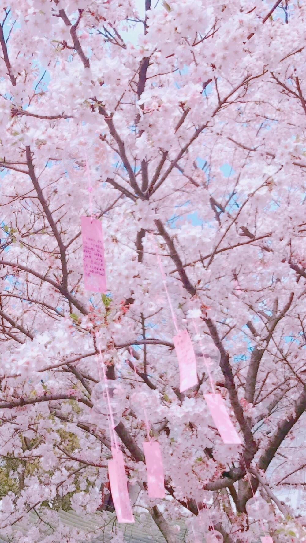 桜 日本