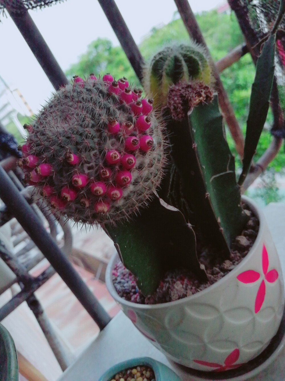 仙人球长了一圈果实,今天采集了一些.