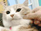 面团捏猫咪表情包图片