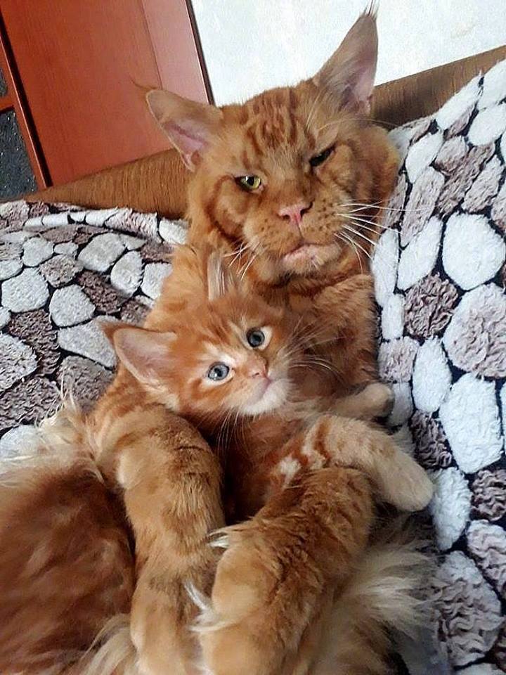 这对猫父子小猫长得特别可爱可粑粑就有点不敢吸67676767