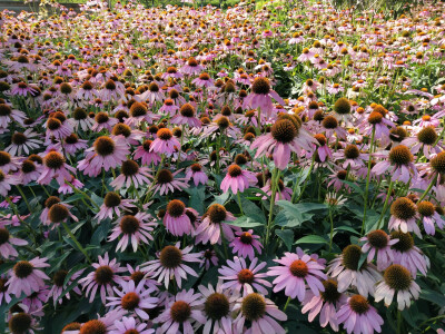 松果菊