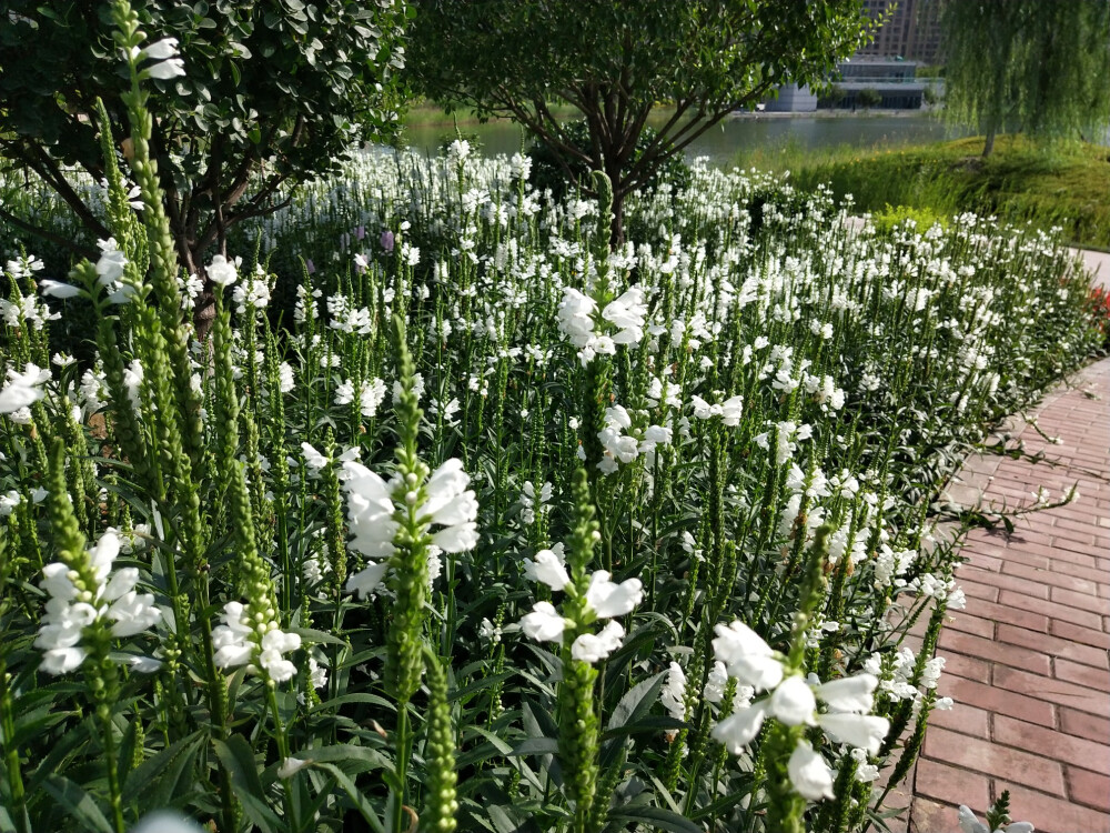 假龙头花(随意草)和平公园