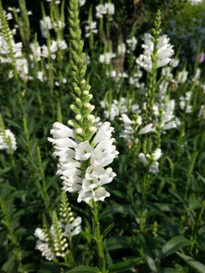 假龍頭花(隨意草)和平公園