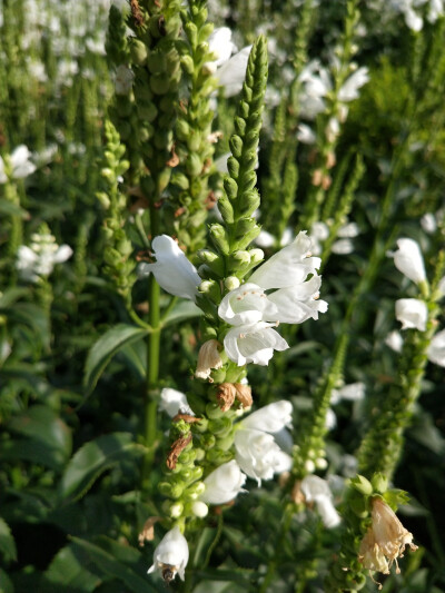 假龍頭花(隨意草)和平公園