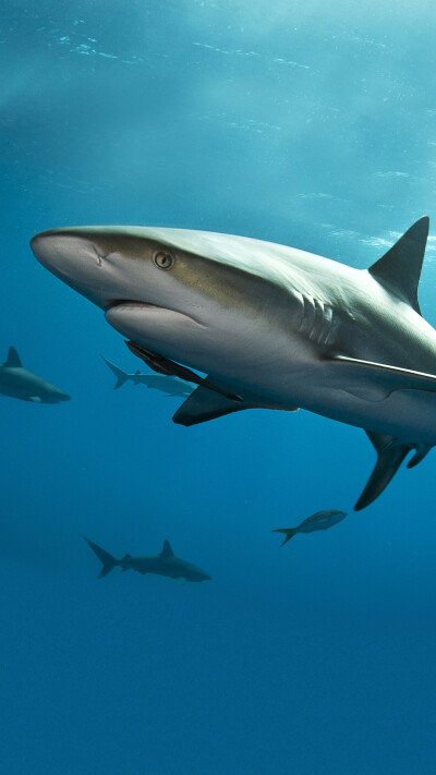 Picture_01_Shark