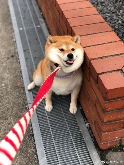 今天的hana宝宝依旧是不走的一天 Instagram：87shiba87 ?