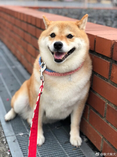 今天的hana宝宝依旧是不走的一天 Instagram：87shiba87 ?