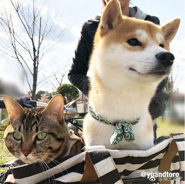 没头脑和不高兴的喵汪组合出写真集『柴犬ゆうと猫のとろ』啦！8月4日发售，日亚已经可以预定，看他们的合照真的超开心der~ Instagram：yuandtoro ​