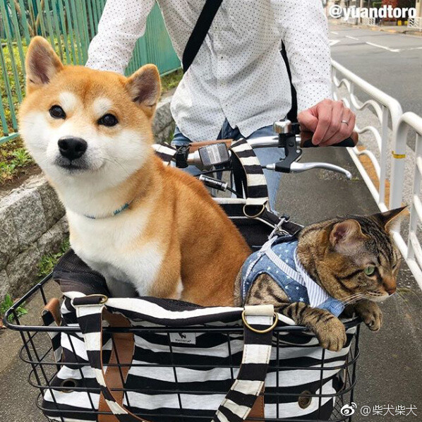 没头脑和不高兴的喵汪组合出写真集『柴犬ゆうと猫のとろ』啦！8月4日发售，日亚已经可以预定，看他们的合照真的超开心der~ Instagram：yuandtoro ​