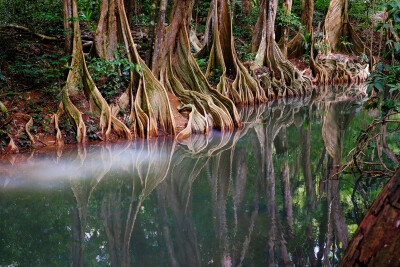 180725 - Indian River,Dominica Photo by Matthias Ripp