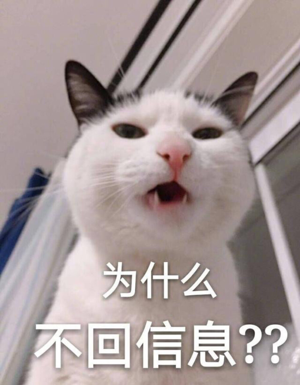 哎呀呀，萌萌哒