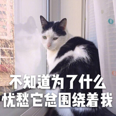 哎呀呀，萌萌哒