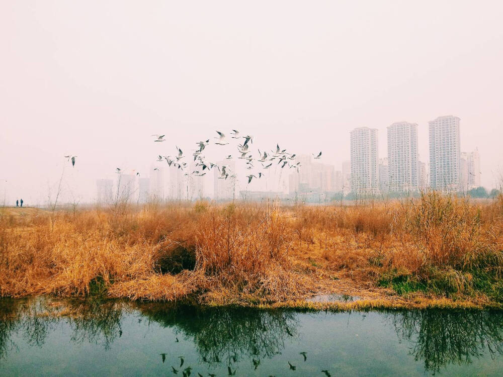 城中湿地