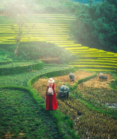 越南最美梯田Mu Cang Chai，神奇的大自然 |摄影师cumacevikphoto ​​​​