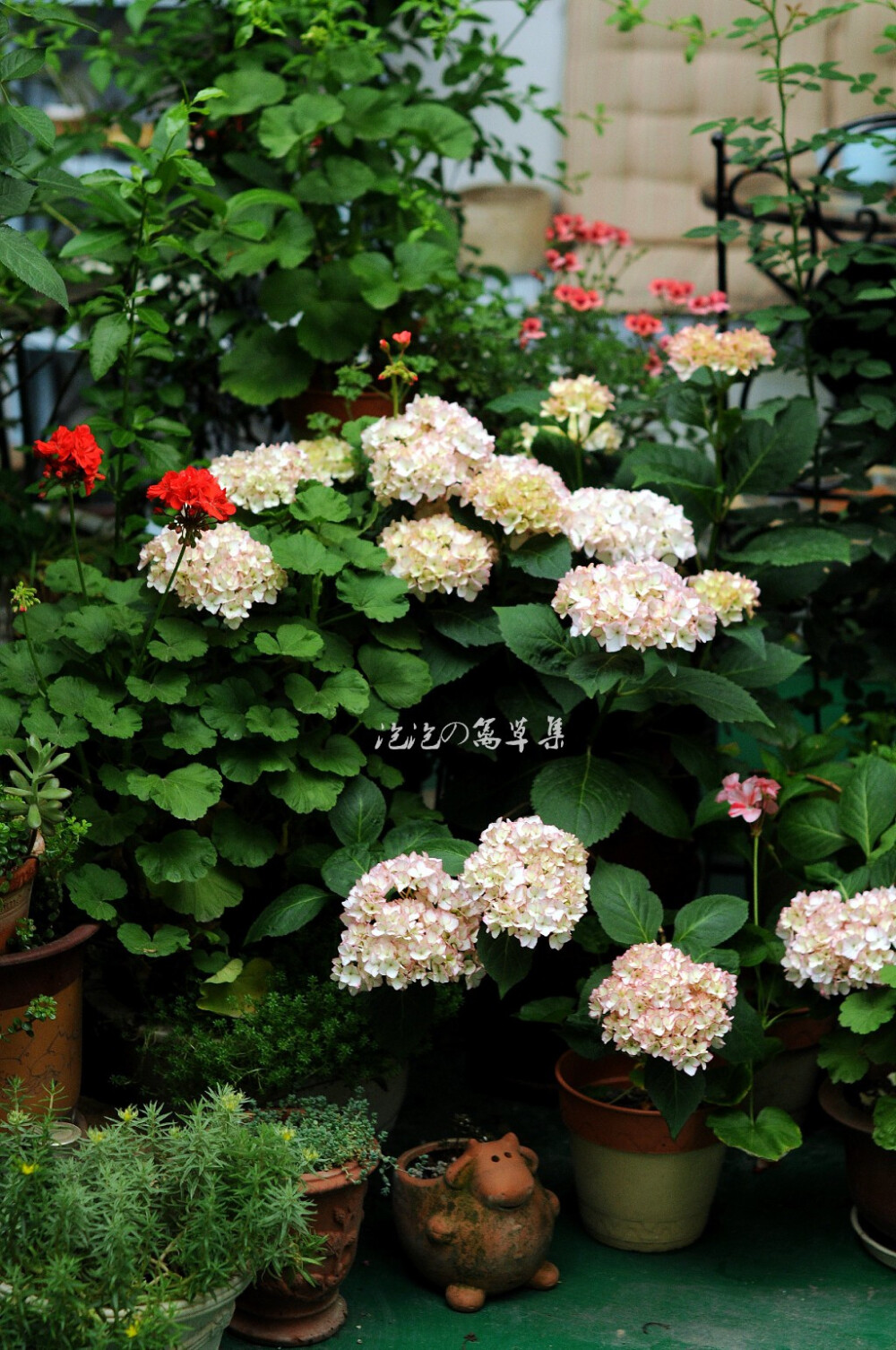 紫阳花