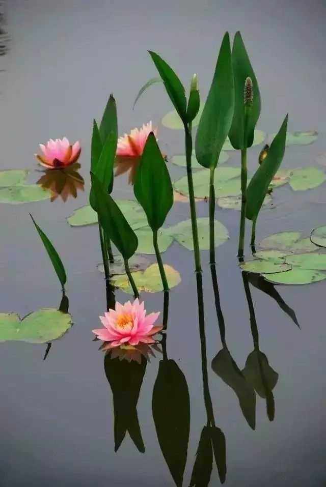 荷花正旺