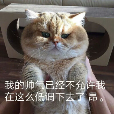 动物表情包
动图猫狗
可爱头像