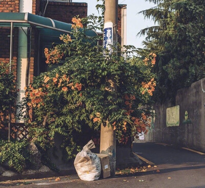 夏天の气息 ​