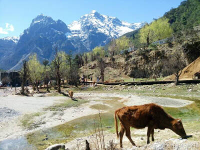 玉龙雪山17.4