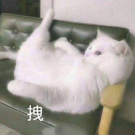 拽
猫猫表情包