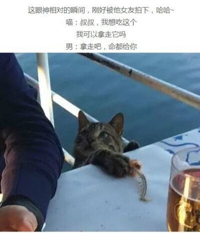 流浪猫吃男子剩下的鱼，结局被暖到了 丨摄影师 ​