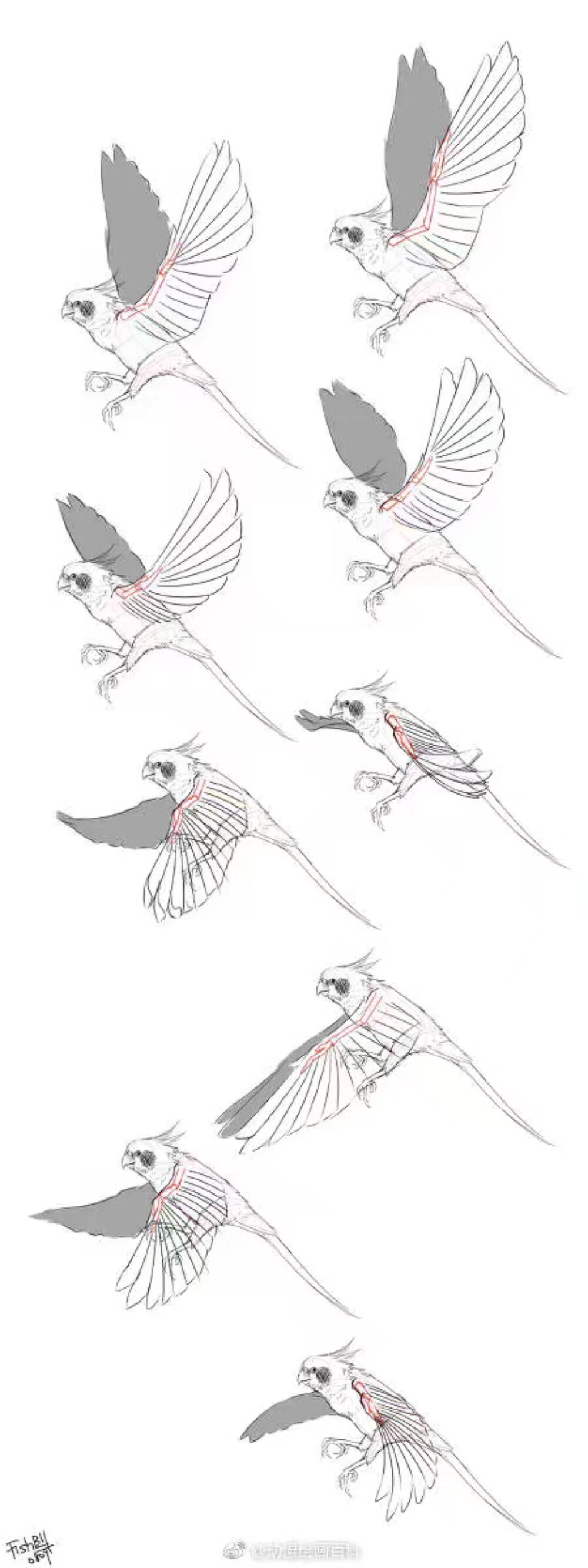 鸟的画法 翅膀图片