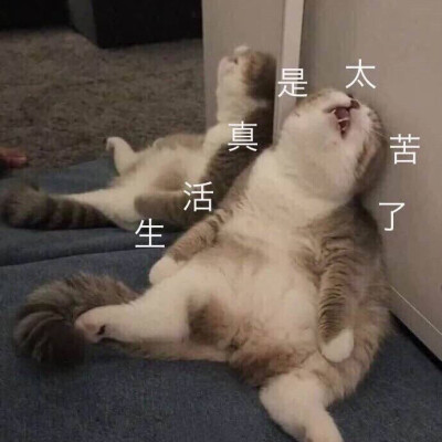 猫咪表情包ฅ