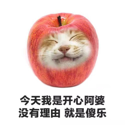 猫咪表情包ฅ