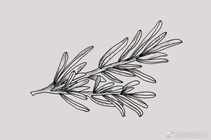 Forest &amp; Shore护肤品包装设计。#求是爱设计# ​