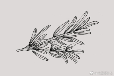 Forest &amp; Shore护肤品包装设计。#求是爱设计# ​