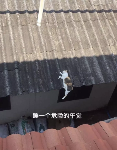 猫咪表情包ฅ