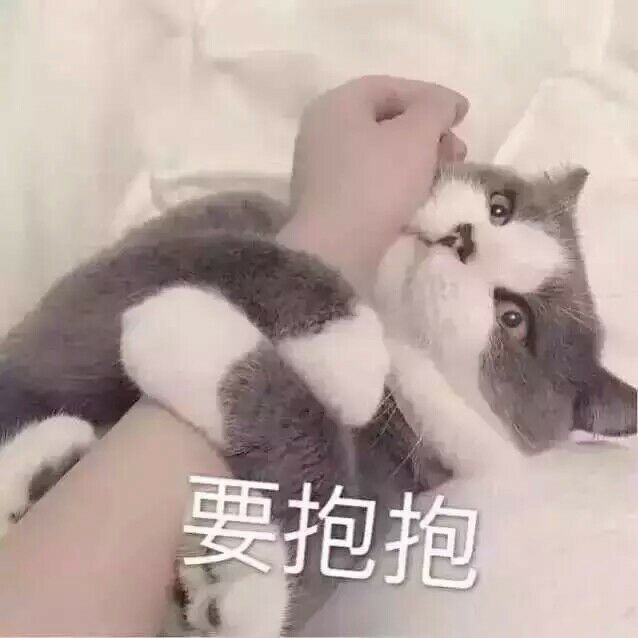 猫咪表情包ฅ