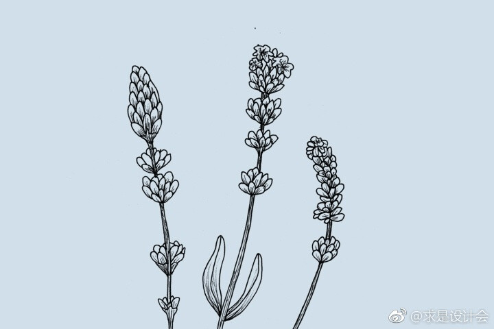 Forest &amp; Shore护肤品包装设计。#求是爱设计# ​