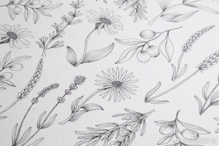 Forest &amp; Shore护肤品包装设计。#求是爱设计# ​