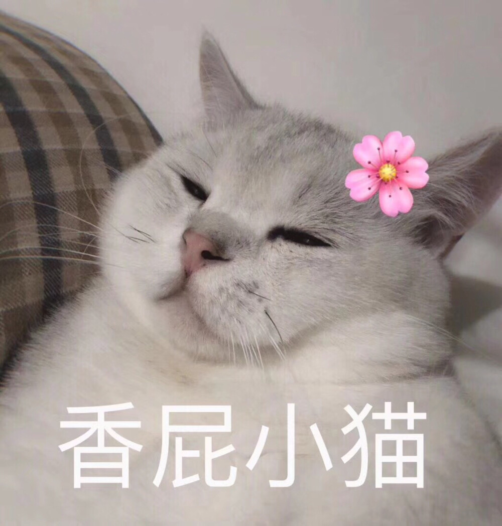 香屁小猫